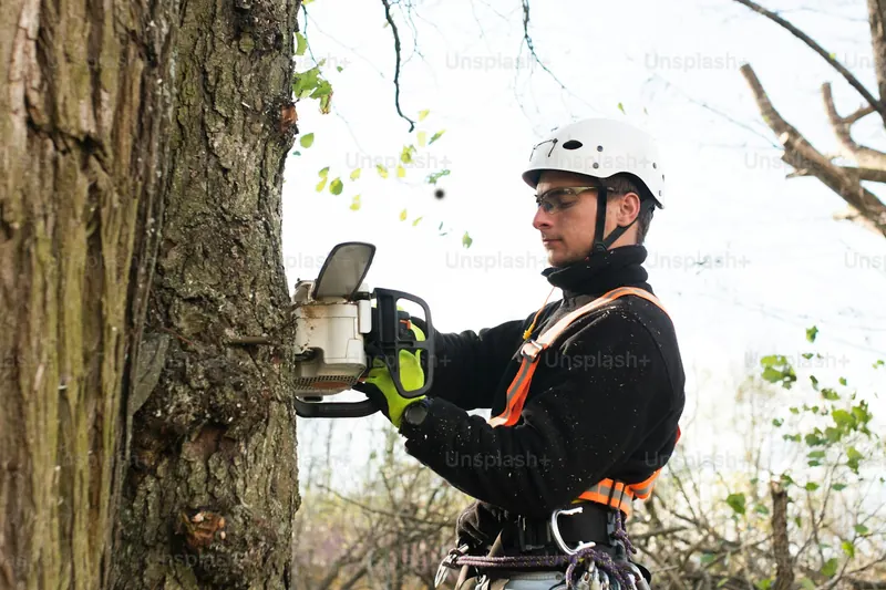 Crew clearing invasive brush and pruning overgrown branches on a Litchfield County property