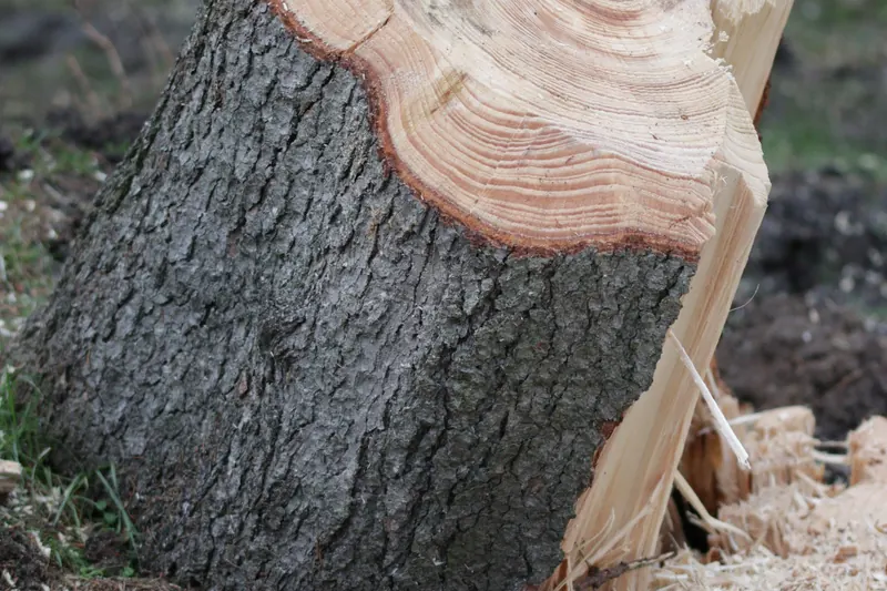 Selectively cleared woodland with stump work on a Litchfield estate property