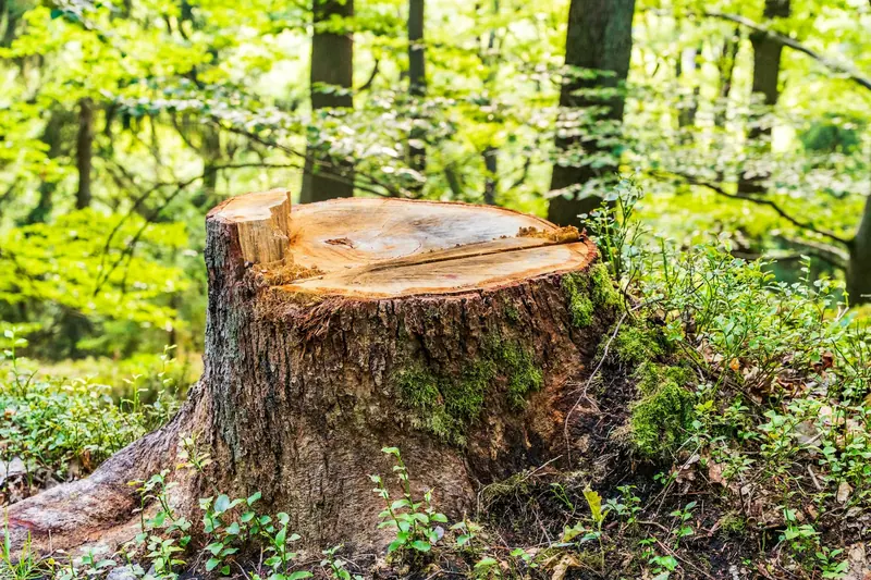 Large tree stump exposed in rocky, glacial-till soil typical of Litchfield County before removal